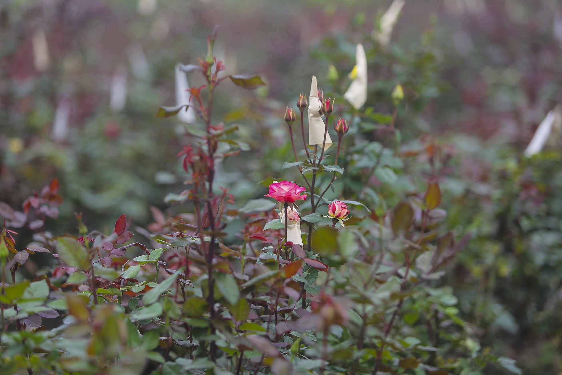 Làng hoa Mê Linh được mùa, được giá trước thềm 8/3 - Ảnh 4.
