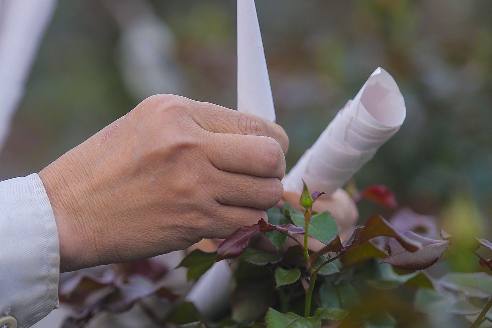 Làng hoa Mê Linh được mùa, được giá trước thềm 8/3 - Ảnh 3.