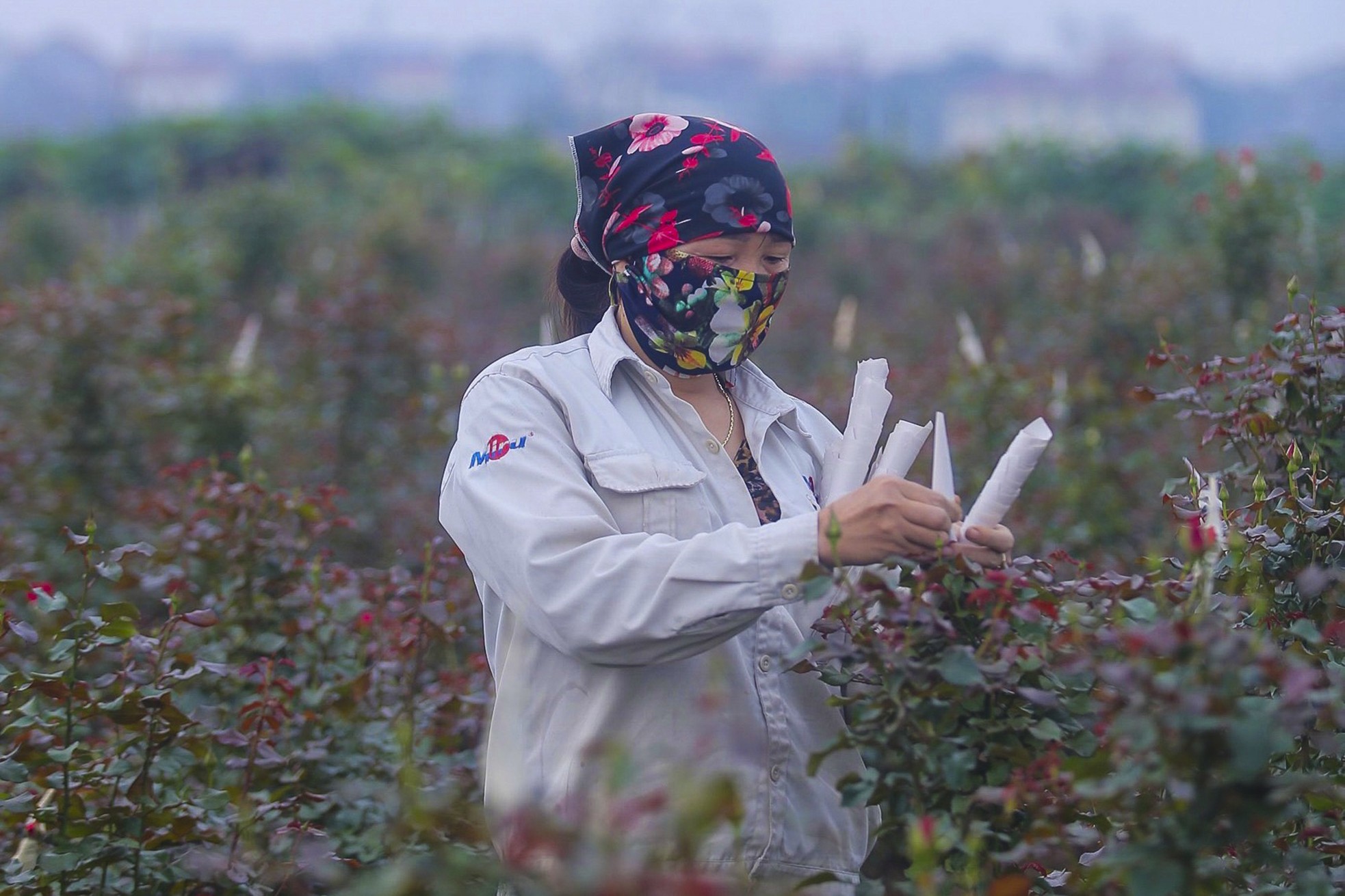 Làng hoa Mê Linh được mùa, được giá trước thềm 8/3 - Ảnh 2.