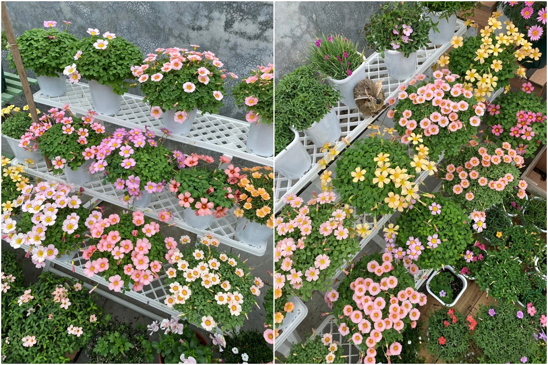 Cô gái công sở biến sân thượng nhỏ xinh thành khu vườn muôn sắc - Ảnh 3.