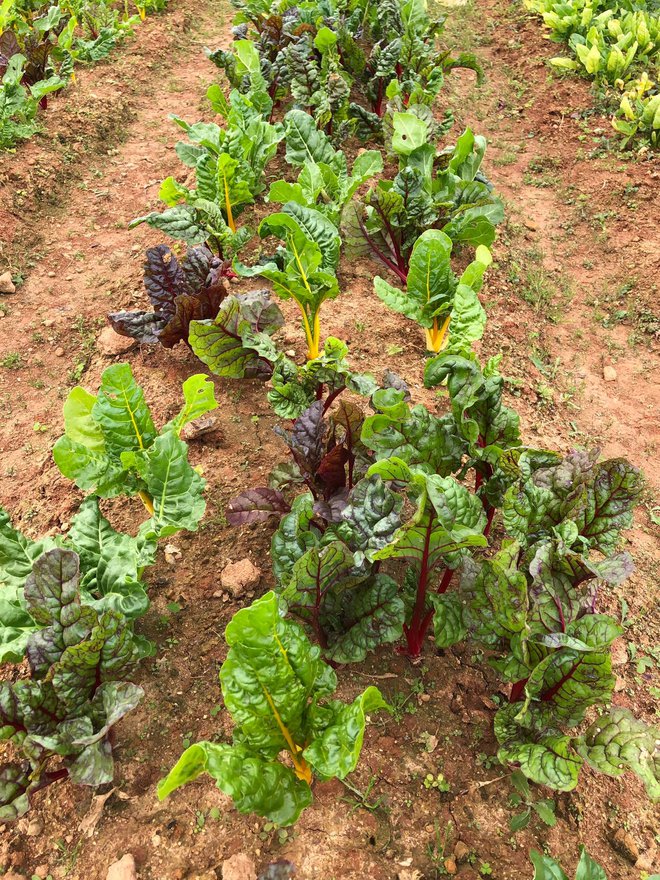  Cô gái bỏ phố lên Đà Lạt chữa lành: Chưa kịp làm gì thì tiêu gần 100 triệu, mượn tiền thuê đất trồng rau duy trì cuộc sống - Ảnh 6.