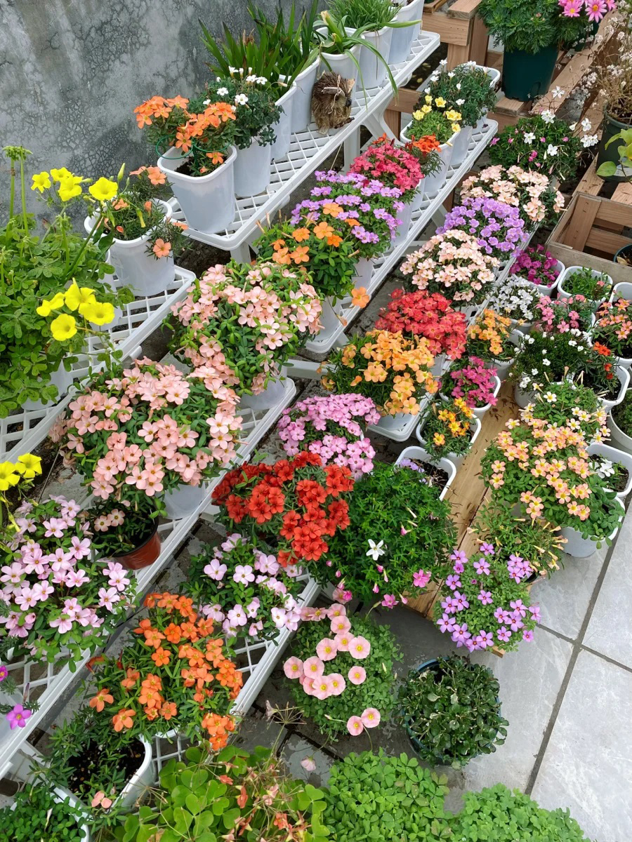 Cô gái công sở biến sân thượng nhỏ xinh thành khu vườn muôn sắc - Ảnh 2.