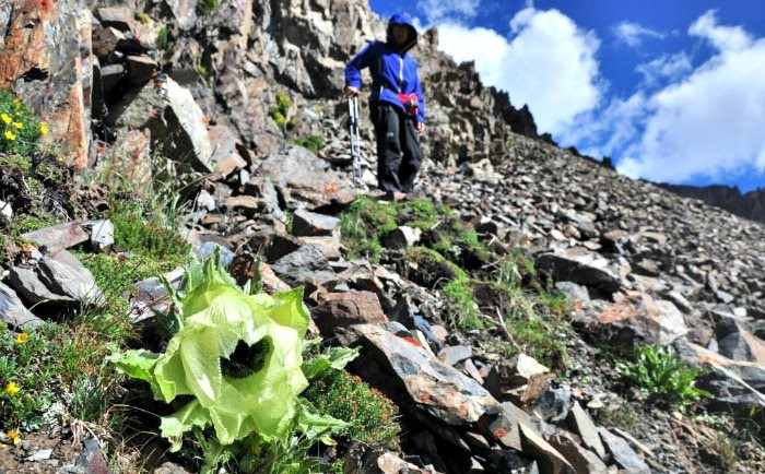 Nhìn chẳng khác nào bắp cải bán đầy ngoài chợ, loại hoa đặc biệt được giới nhà giàu Việt chi cả trăm triệu mua về hãm trà uống - Ảnh 3.