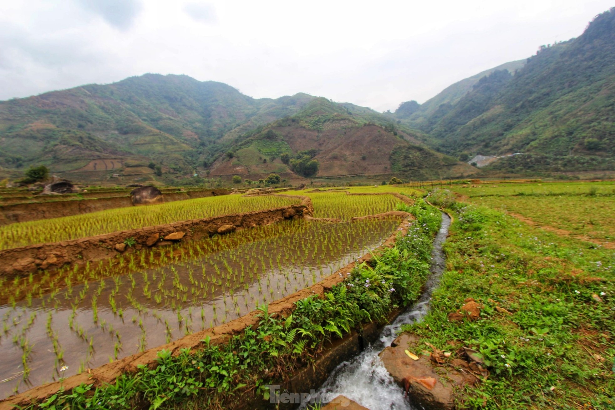 Mê mẩn khung cảnh thần tiên của rừng đào mười dặm trên đường đến Lai Châu - Ảnh 13.