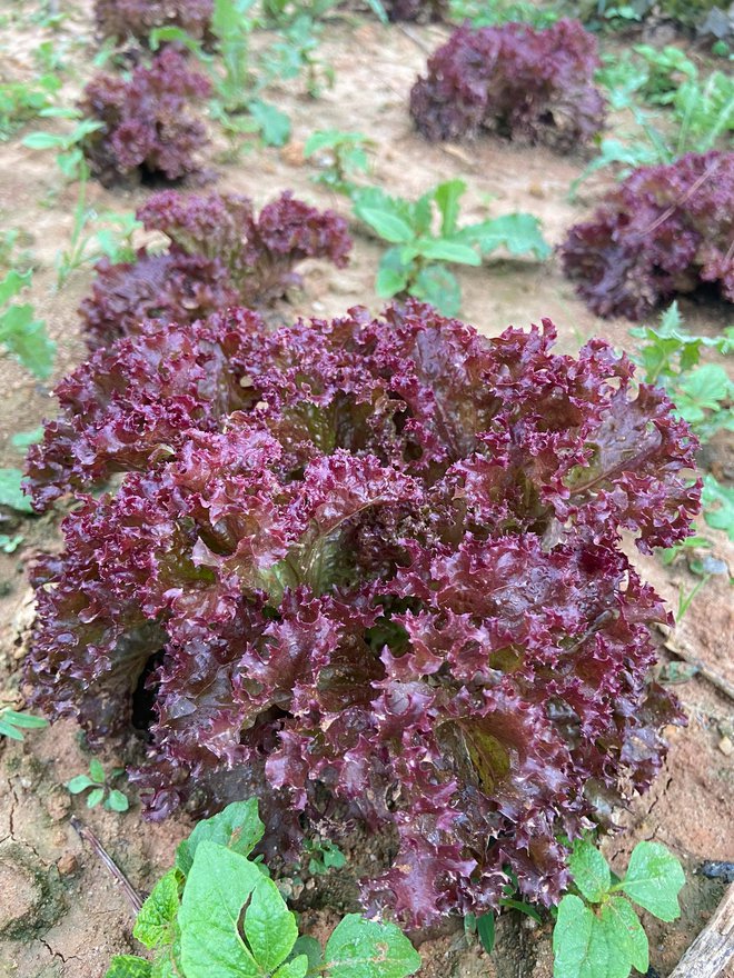  Cô gái bỏ phố lên Đà Lạt chữa lành: Chưa kịp làm gì thì tiêu gần 100 triệu, mượn tiền thuê đất trồng rau duy trì cuộc sống - Ảnh 8.