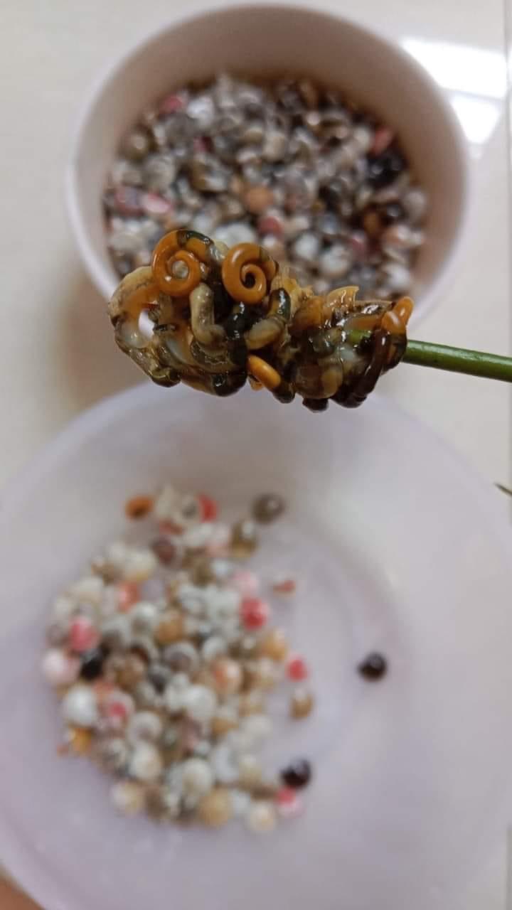 Món ốc kỳ lạ ở Việt Nam khiến thực khách mỏi tay hoa mắt nhưng vẫn thích mê - Ảnh 21.