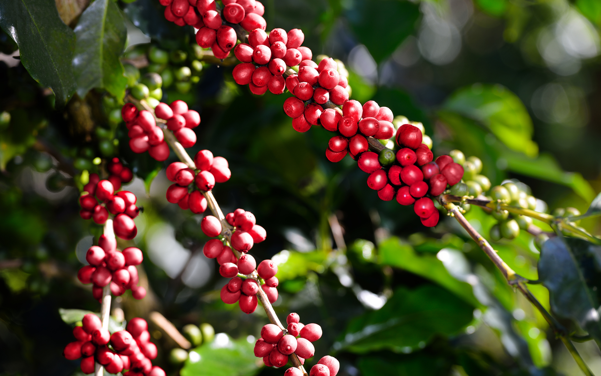 Cà phê: Thứ đồ uống với lịch sử lâu đời và những biến tấu mang đầy hơi thở cuộc sống ở Việt Nam - Ảnh 2.