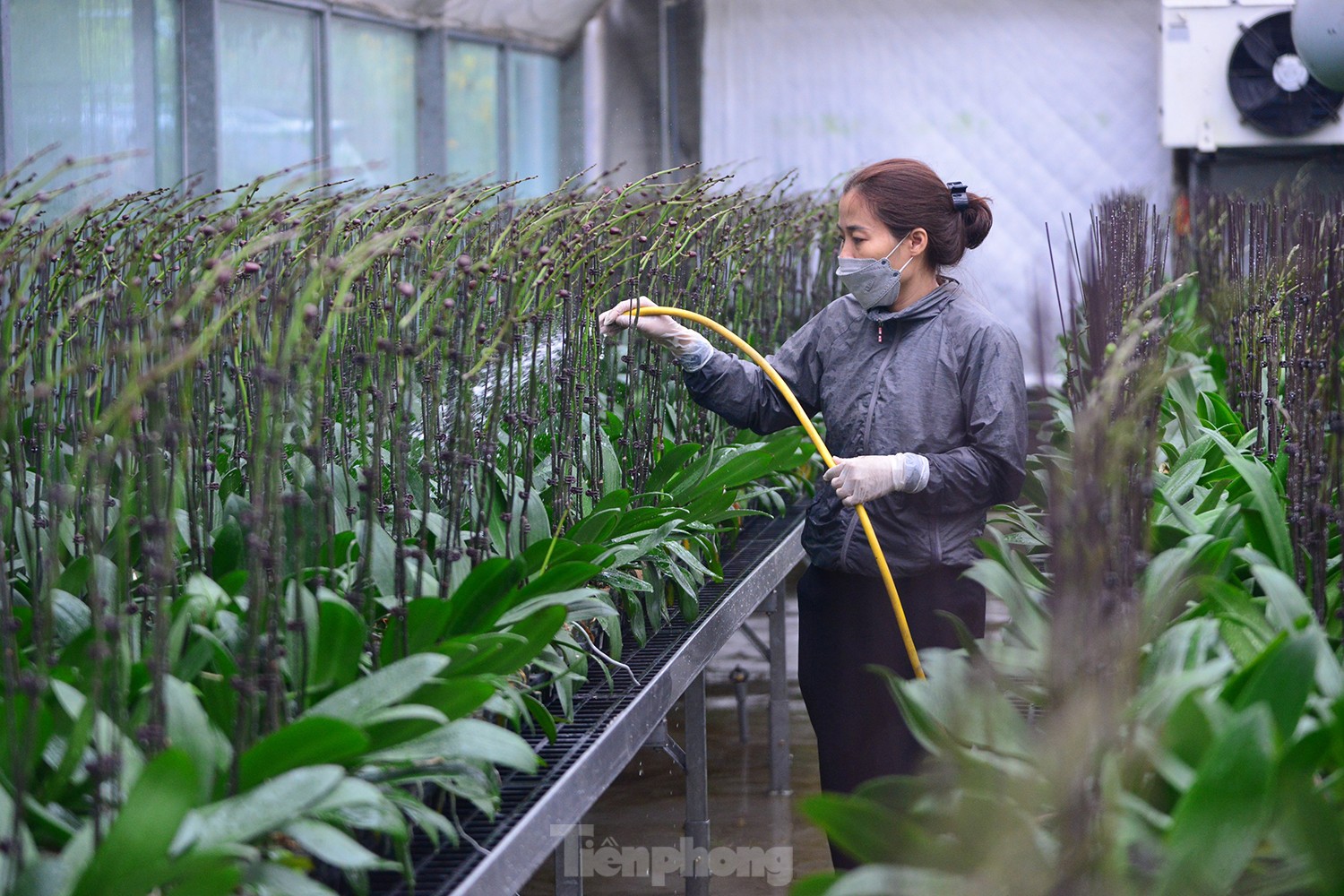 Ngày 8/3 của những người phụ nữ ở làng hoa nổi tiếng Hà Nội - Ảnh 6. Ngày 8/3 của những người phụ nữ ở làng hoa nổi tiếng Hà Nội - Ảnh 6.