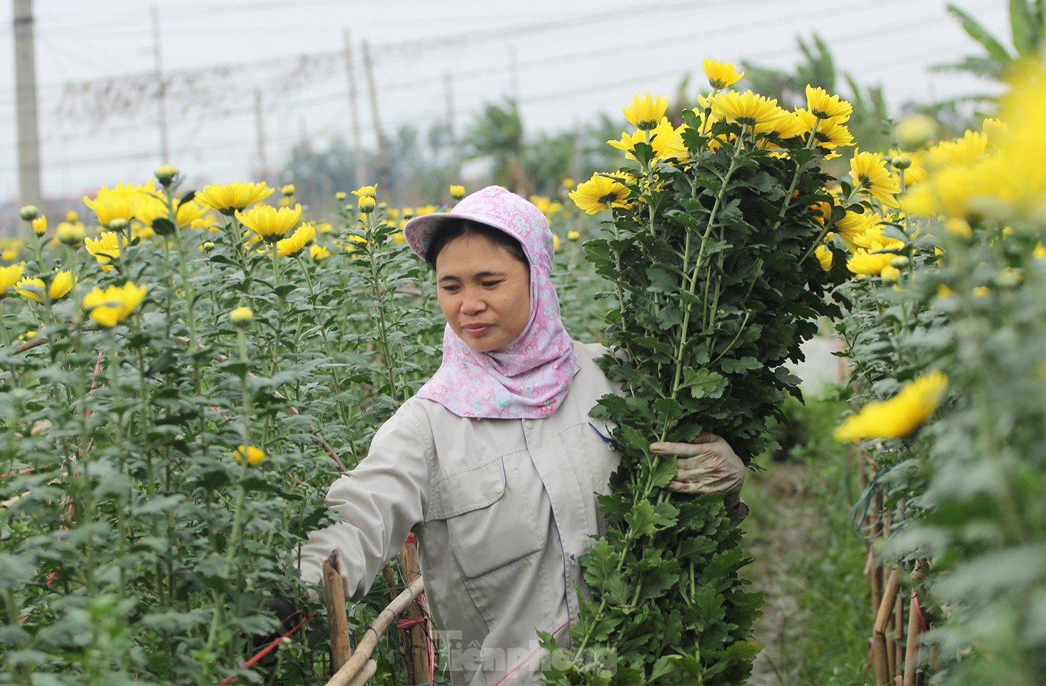 Ngày 8/3 của những người phụ nữ ở làng hoa nổi tiếng Hà Nội - Ảnh 5. Ngày 8/3 của những người phụ nữ ở làng hoa nổi tiếng Hà Nội - Ảnh 5.