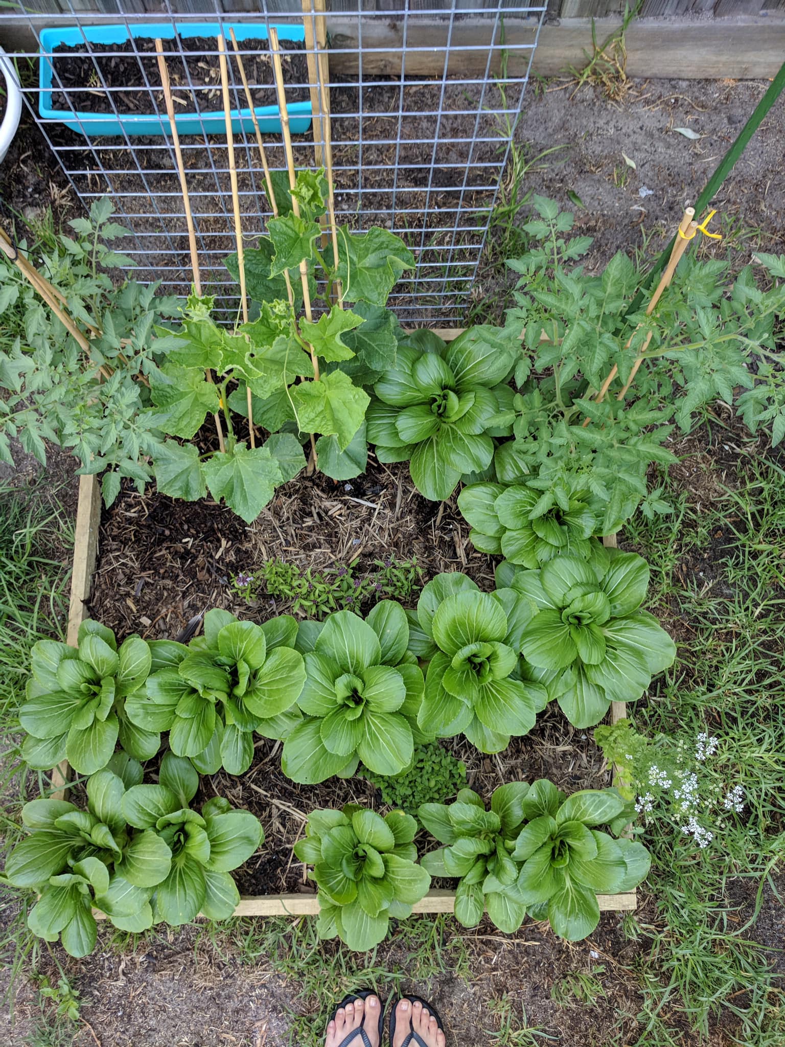 Bà mẹ trẻ biến khoảng sân nhỏ biến thành khu vườn đủ loại rau sạch tốt tươi - Ảnh 11. Bà mẹ trẻ biến khoảng sân nhỏ biến thành khu vườn đủ loại rau sạch tốt tươi - Ảnh 11.