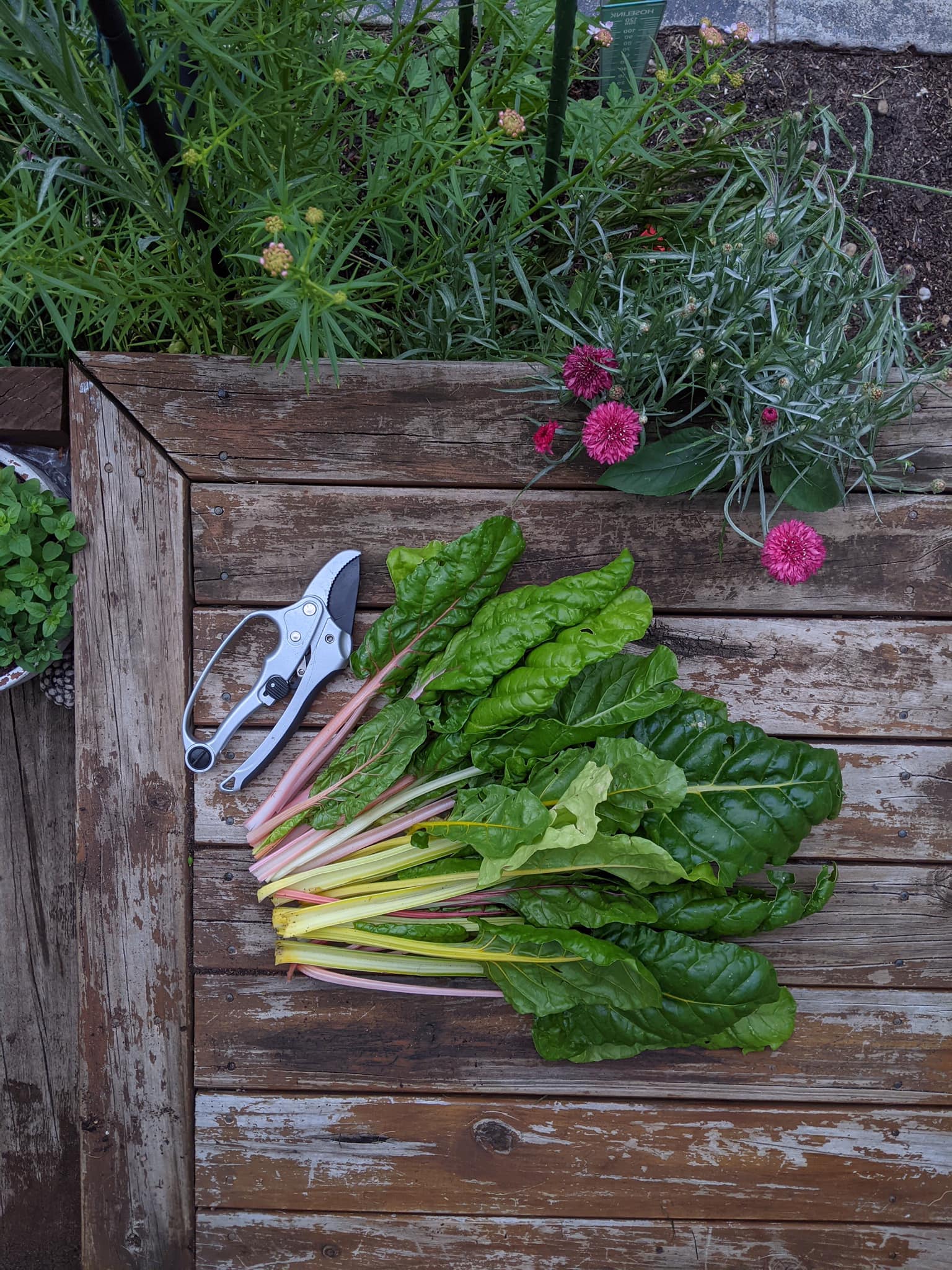 Bà mẹ trẻ biến khoảng sân nhỏ biến thành khu vườn đủ loại rau sạch tốt tươi - Ảnh 10. Bà mẹ trẻ biến khoảng sân nhỏ biến thành khu vườn đủ loại rau sạch tốt tươi - Ảnh 10.