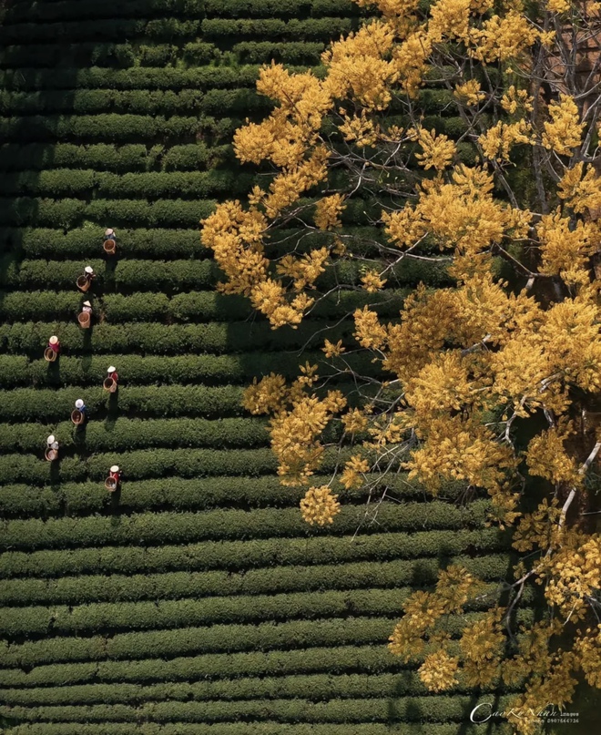 Ngoài khung cảnh đẹp không kém gì Đà Lạt, Bảo Lộc còn có đủ món ngon - Ảnh 4. Ngoài khung cảnh đẹp không kém gì Đà Lạt, Bảo Lộc còn có đủ món ngon - Ảnh 4.