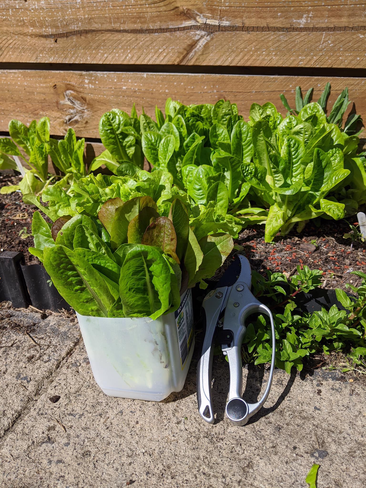 Bà mẹ trẻ biến khoảng sân nhỏ biến thành khu vườn đủ loại rau sạch tốt tươi - Ảnh 9. Bà mẹ trẻ biến khoảng sân nhỏ biến thành khu vườn đủ loại rau sạch tốt tươi - Ảnh 9.