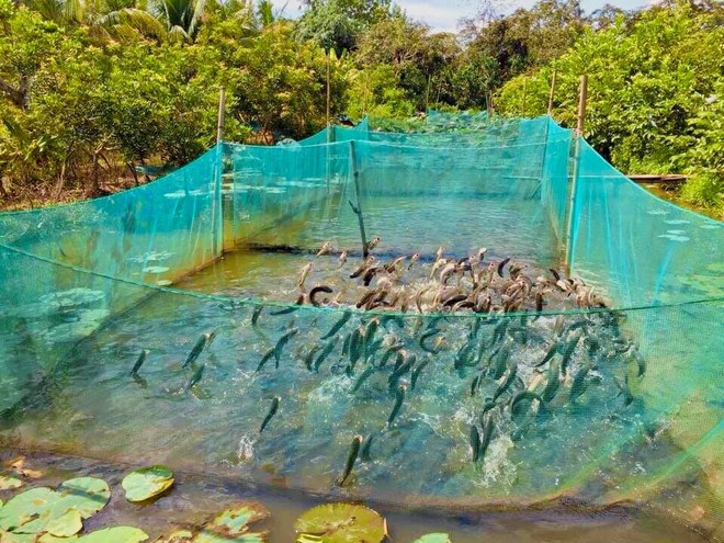 Ghé thăm các khu du lịch cộng đồng, khám phá nét đẹp văn hóa đặc trưng ở mỗi vùng miền Việt Nam - Ảnh 11.