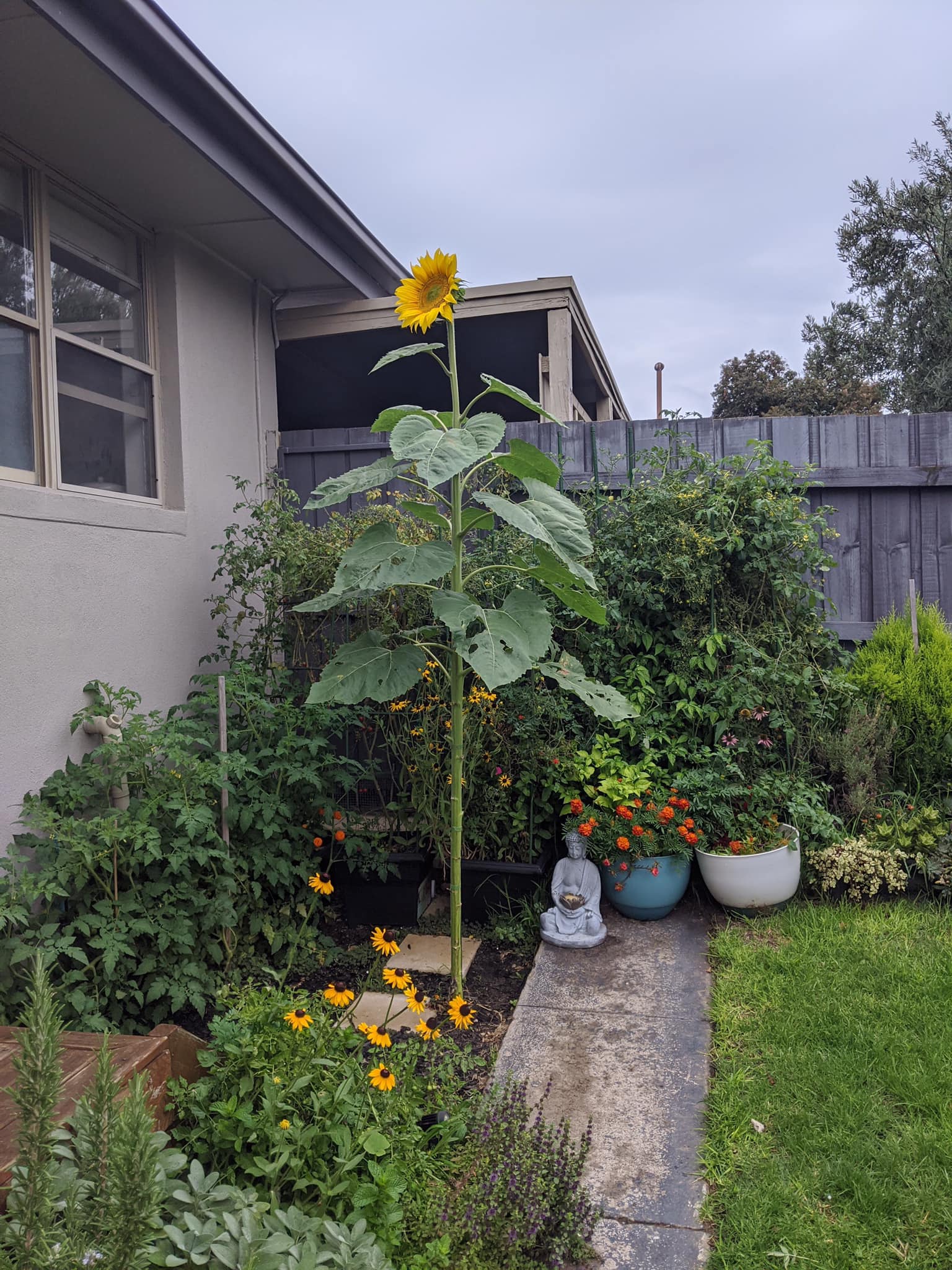 Bà mẹ trẻ biến khoảng sân nhỏ biến thành khu vườn đủ loại rau sạch tốt tươi - Ảnh 7. Bà mẹ trẻ biến khoảng sân nhỏ biến thành khu vườn đủ loại rau sạch tốt tươi - Ảnh 7.