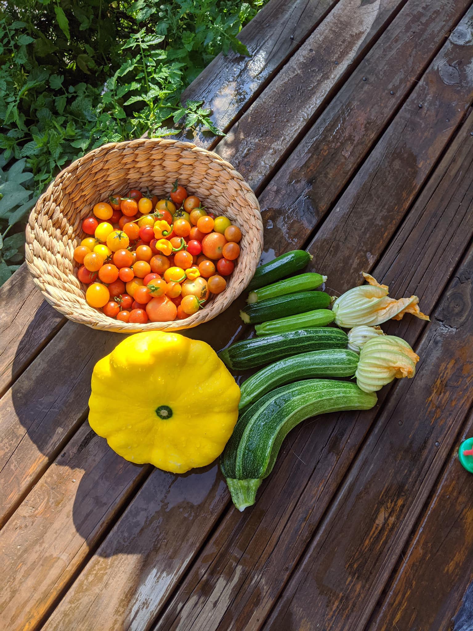 Bà mẹ trẻ biến khoảng sân nhỏ biến thành khu vườn đủ loại rau sạch tốt tươi - Ảnh 5. Bà mẹ trẻ biến khoảng sân nhỏ biến thành khu vườn đủ loại rau sạch tốt tươi - Ảnh 5.