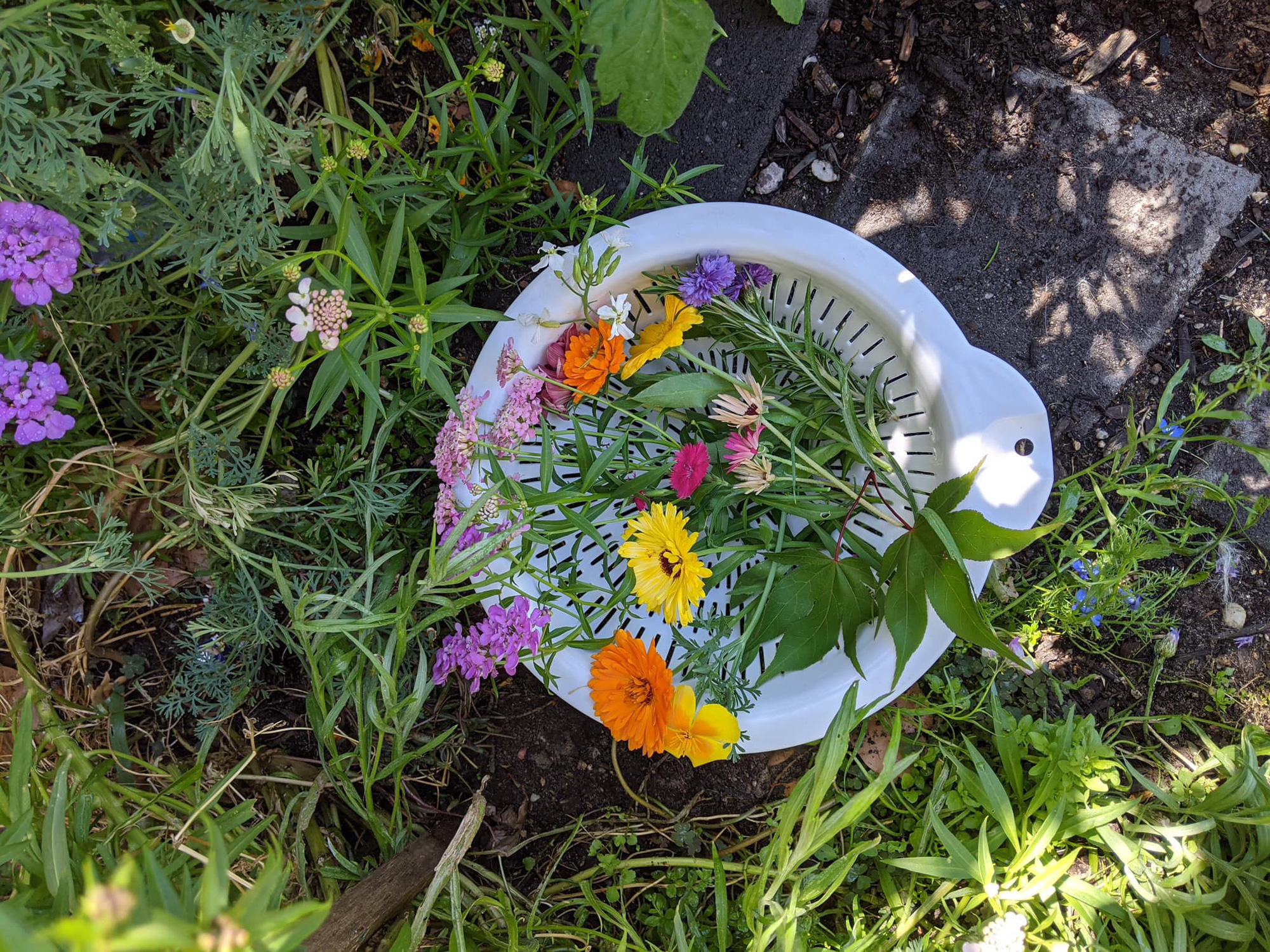 Bà mẹ trẻ biến khoảng sân nhỏ biến thành khu vườn đủ loại rau sạch tốt tươi - Ảnh 4. Bà mẹ trẻ biến khoảng sân nhỏ biến thành khu vườn đủ loại rau sạch tốt tươi - Ảnh 4.