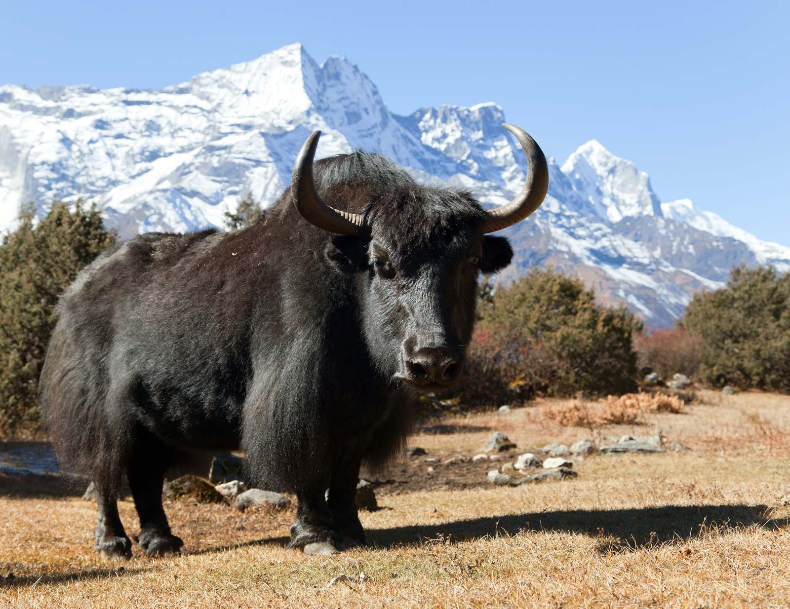 Vì sao bò Tây Tạng lại được coi là &quot;báu vật&quot; của vùng cao nguyên? - Ảnh 1.