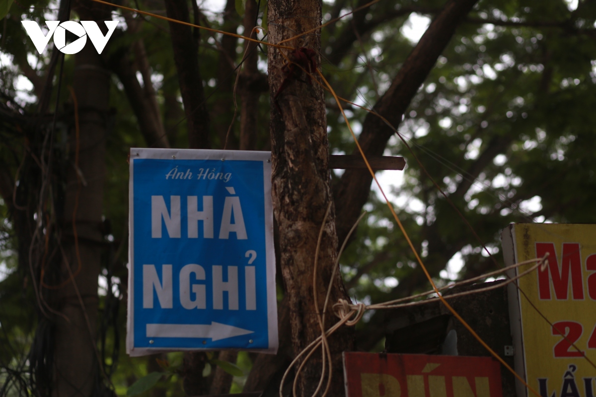 Hàng loạt cây xanh ở Hà Nội bị đóng đinh đang “kêu cứu” - Ảnh 14.