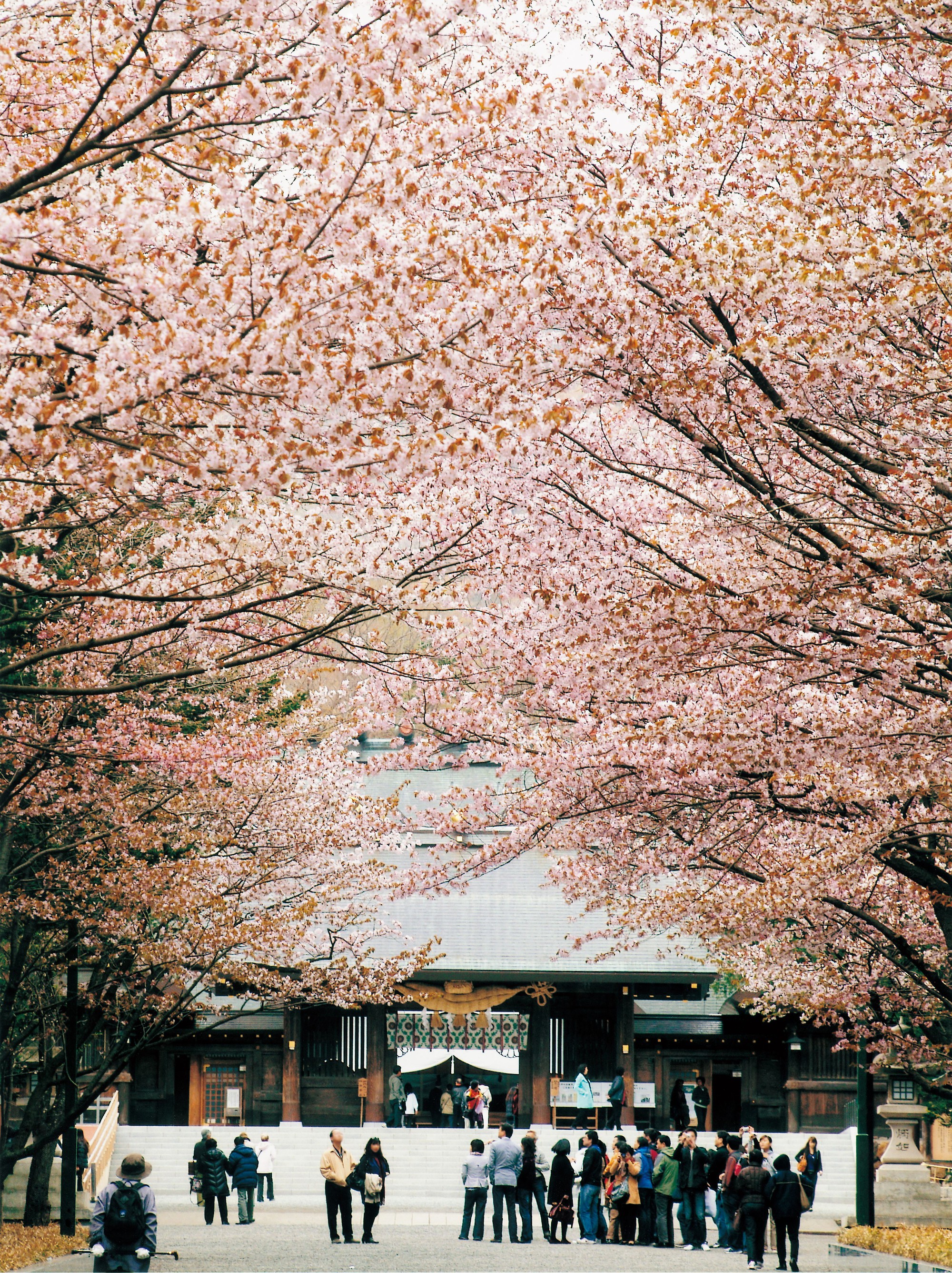 Hoa anh đào còn nở đến tận tháng 5, lưu ngay lịch trình du lịch Nhật Bản để không bỏ lỡ mùa đẹp nhất xứ Phù Tang - Ảnh 6.