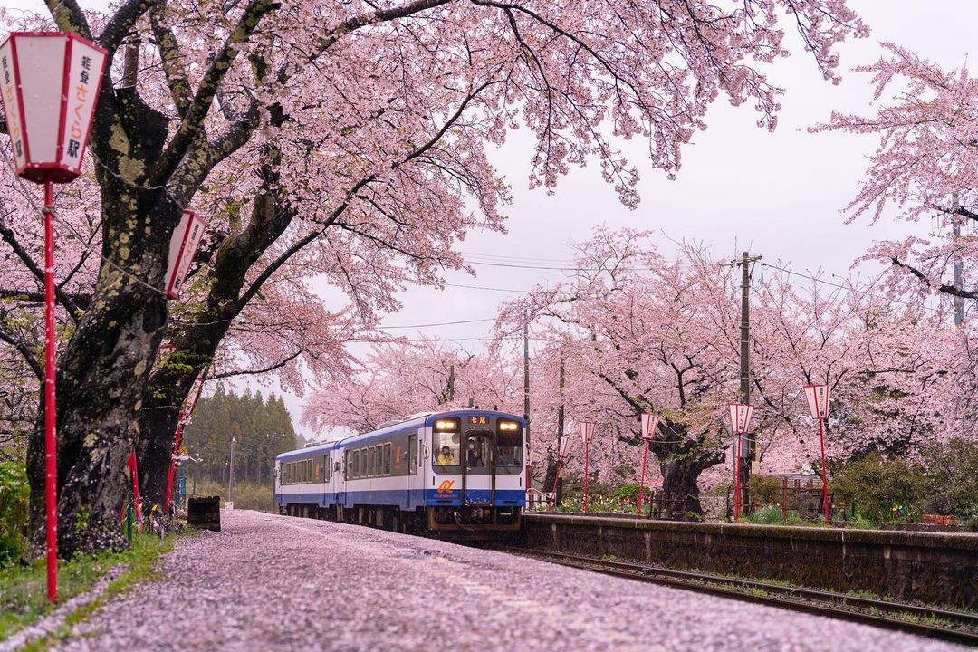 Hoa anh đào còn nở đến tận tháng 5, lưu ngay lịch trình du lịch Nhật Bản để không bỏ lỡ mùa đẹp nhất xứ Phù Tang - Ảnh 2.