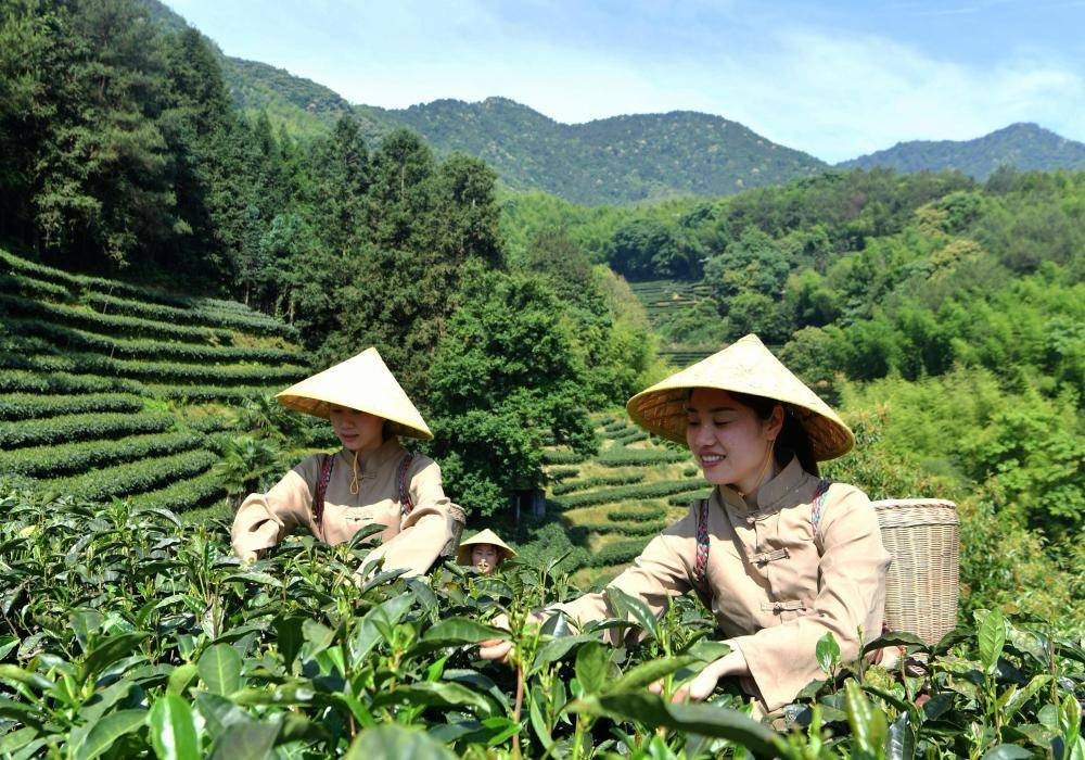 ‘Vàng xanh’ tràn lan trên núi, Trung Quốc đem đi xuất khẩu khắp thế giới - Ảnh 3.
