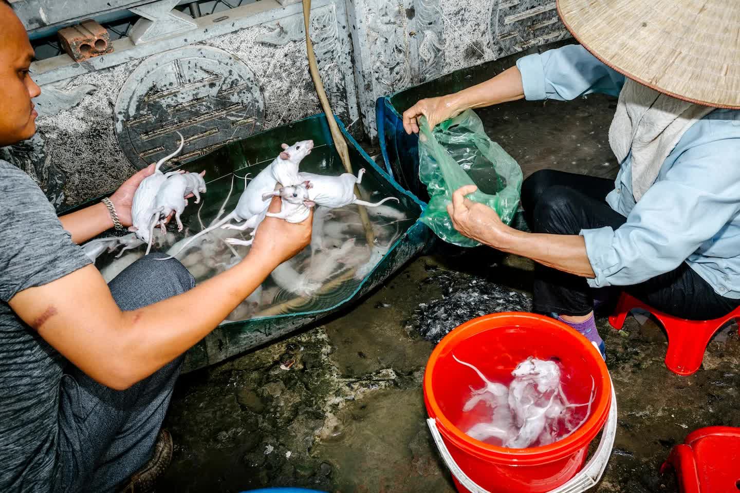 Tạp chí Mỹ ấn tượng mạnh với đặc sản "ít ai dám ăn" ở Việt Nam: Món khoái khẩu của dân địa phương, vào vụ mùa cả làng cùng "đi săn" mới kịp bán - Ảnh 5.
