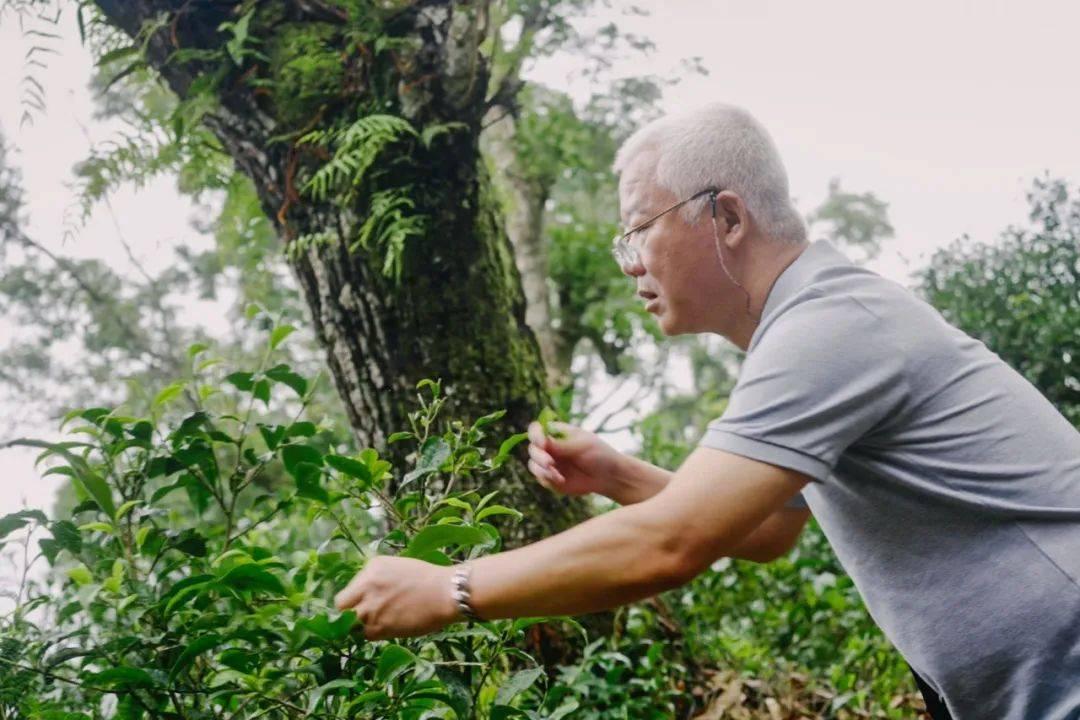 Cụ ông quái gở ẩn cư trong rừng sâu suốt 20 năm, mỗi ngày 'liều mạng' đi tìm thức quà trân quý bán cho người có 'tâm hồn trà nghệ' - Ảnh 1.