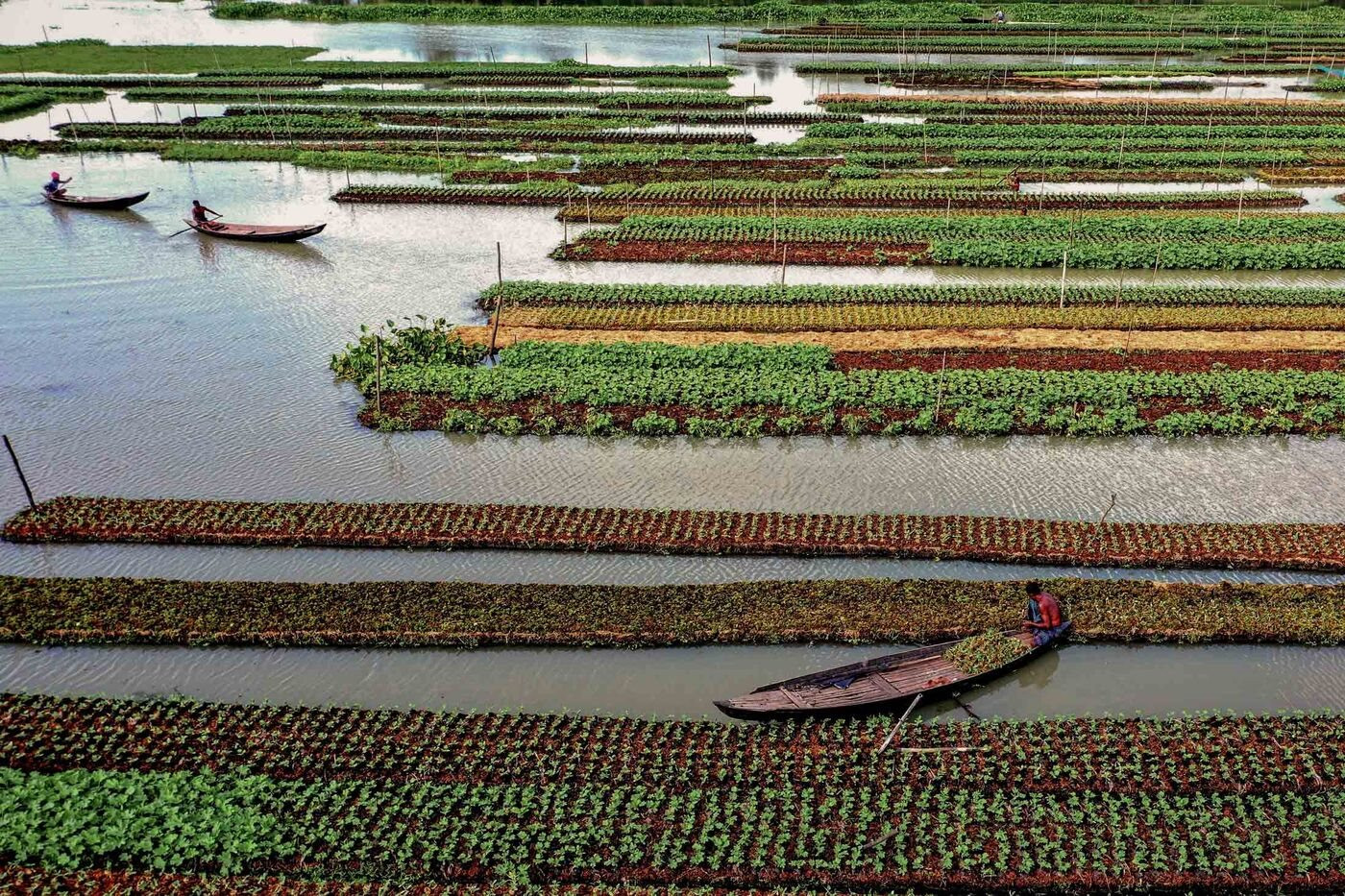 Sống chung với “thủy thần”, đây là cách những cánh đồng nổi trở thành cứu cánh cho những người nông dân khốn khó - Ảnh 1.