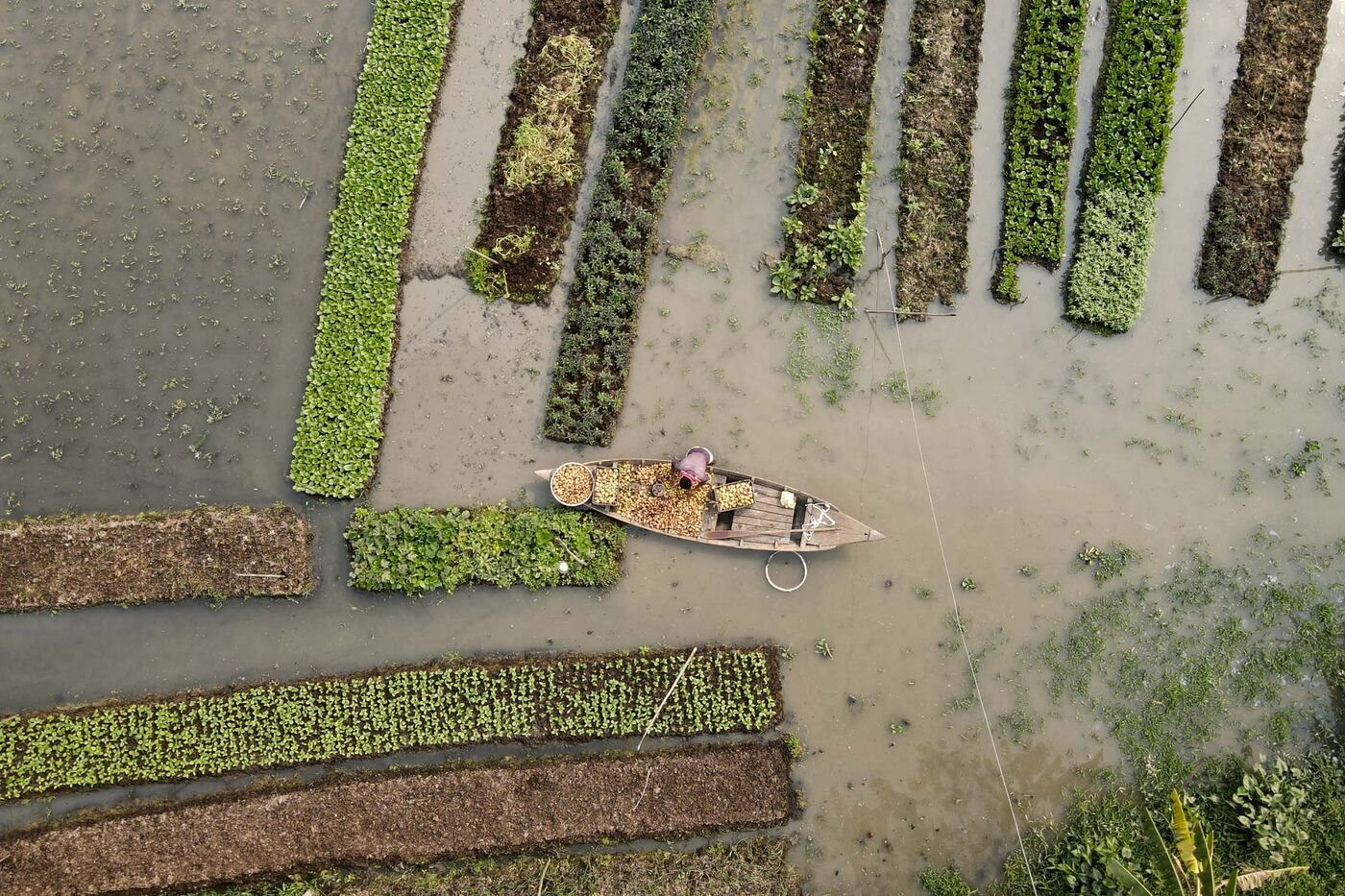 Sống chung với “thủy thần”, đây là cách những cánh đồng nổi trở thành cứu cánh cho những người nông dân khốn khó - Ảnh 3.