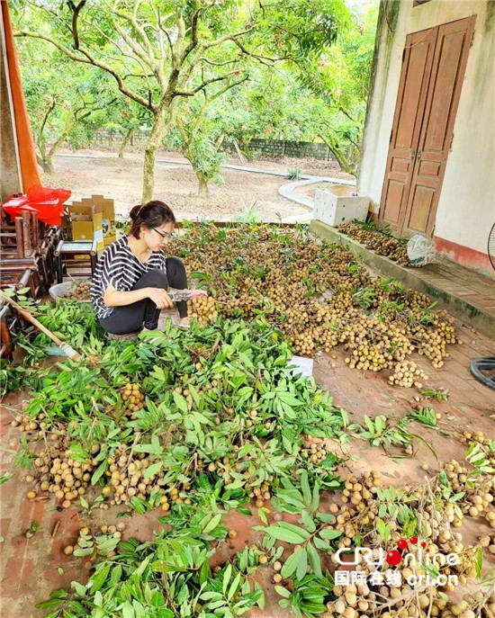 Xuất khẩu &quot;đặc sản vương giả&quot; sang Trung Quốc: Nông dân Việt Nam thắng lớn, lãi đậm - Một vườn thu về gần 2 tỉ đồng - Ảnh 2.