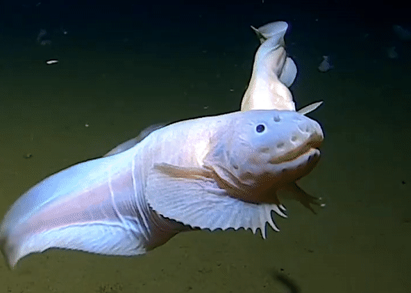 Khoa học phát hiện loài cá sống sâu nhất dưới đại dương ở hơn 8km, vì sao chúng chịu được môi trường khắc nghiệt đến vậy? - Ảnh 1.
