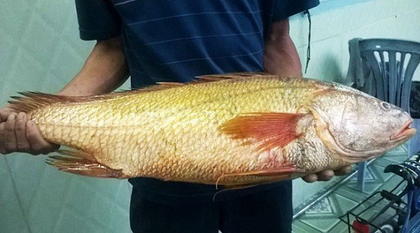 ‏Loài cá Việt từng được dân Trung Quốc chi tiền tỷ để “săn” bằng được: Nguyên nhân là do 1 thứ quý hơn vàng trong bụng‏ - Ảnh 1.