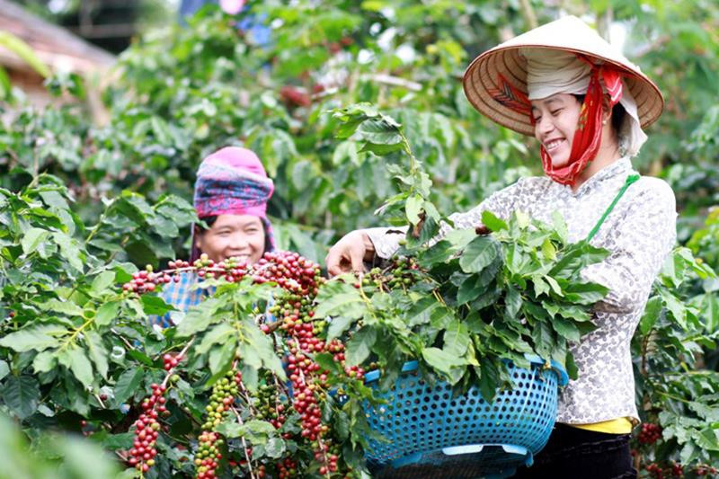 Bán tiêu và cà phê xịn ra khắp thế giới, một doanh nghiệp Việt thu về 250 triệu USD/năm, giúp nông dân Sơn La gửi tiết kiệm 2.500 tỷ đồng giữa mùa Covid - Ảnh 1.
