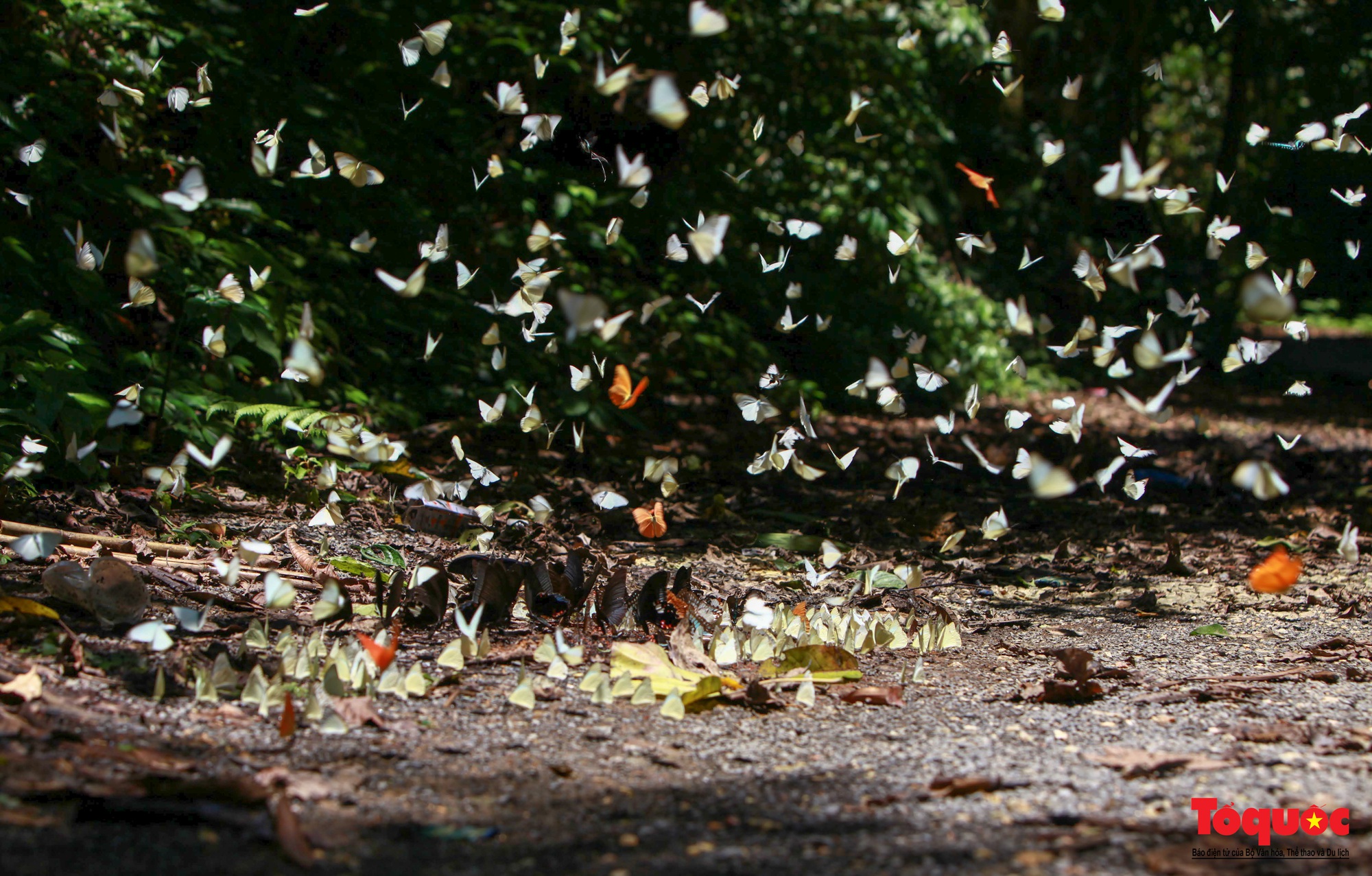 Ngỡ ngàng trước hàng vạn cánh bướm đủ sắc màu phủ khắp Vườn quốc gia Cúc Phương - Ảnh 2.