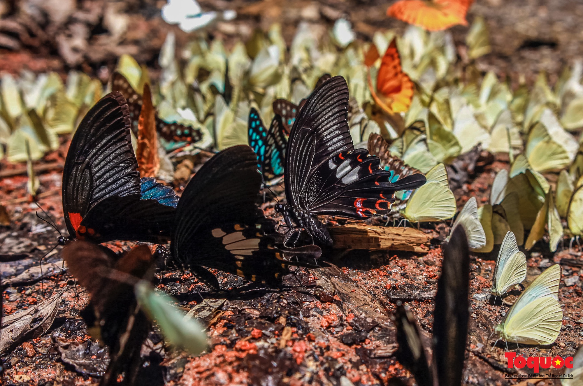 Ngỡ ngàng trước hàng vạn cánh bướm đủ sắc màu phủ khắp Vườn quốc gia Cúc Phương - Ảnh 12.