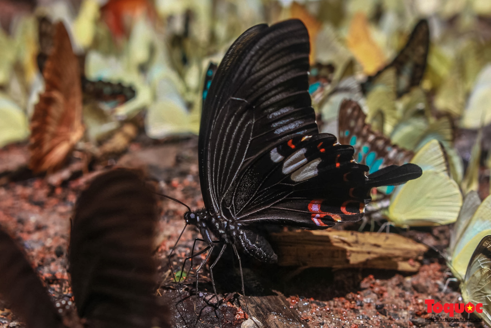 Ngỡ ngàng trước hàng vạn cánh bướm đủ sắc màu phủ khắp Vườn quốc gia Cúc Phương - Ảnh 15.