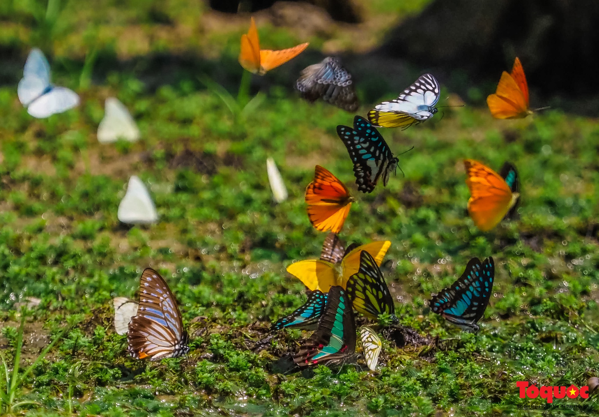 Ngỡ ngàng trước hàng vạn cánh bướm đủ sắc màu phủ khắp Vườn quốc gia Cúc Phương - Ảnh 8.