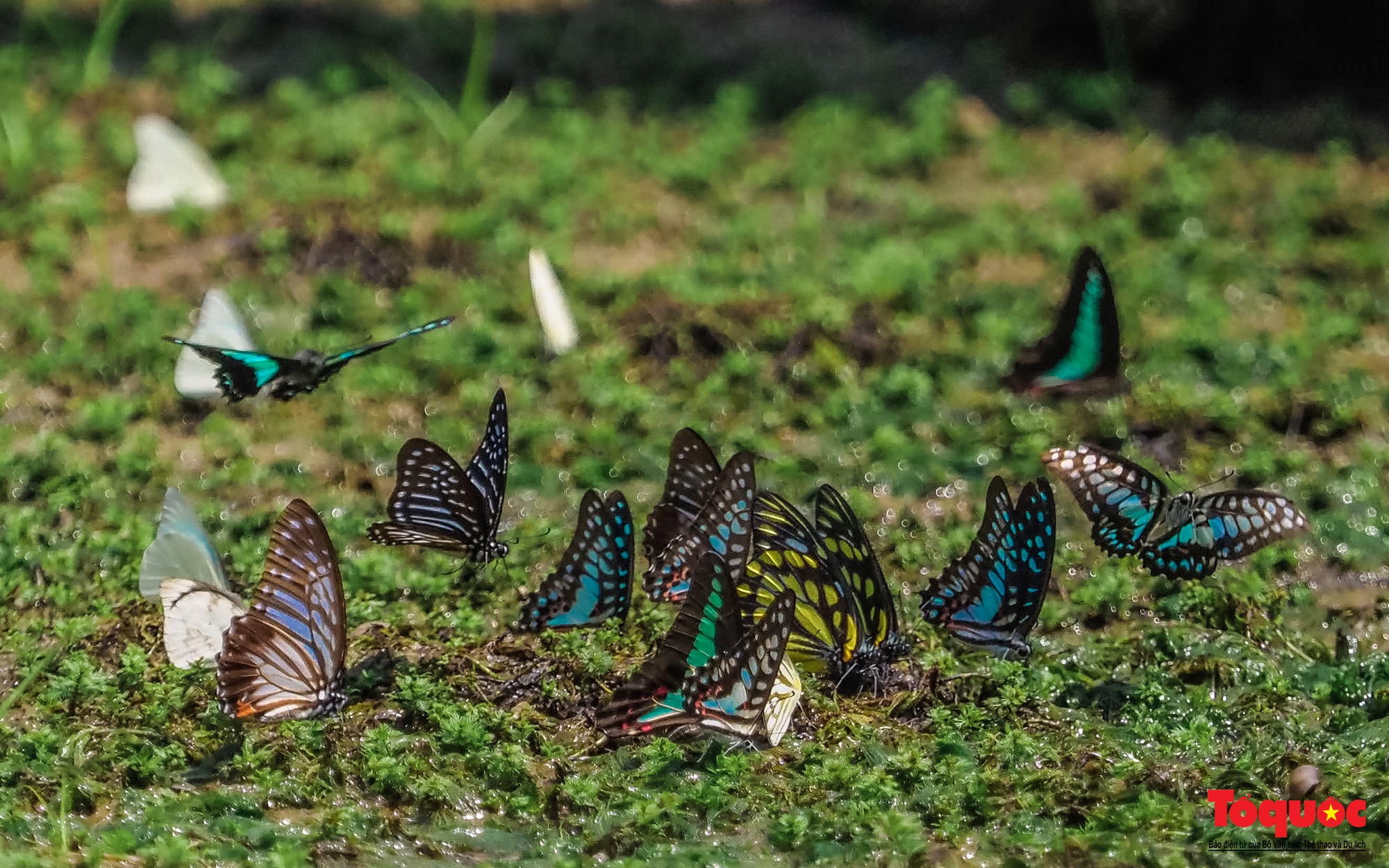 Ngỡ ngàng trước hàng vạn cánh bướm đủ sắc màu phủ khắp Vườn quốc gia Cúc Phương - Ảnh 7.