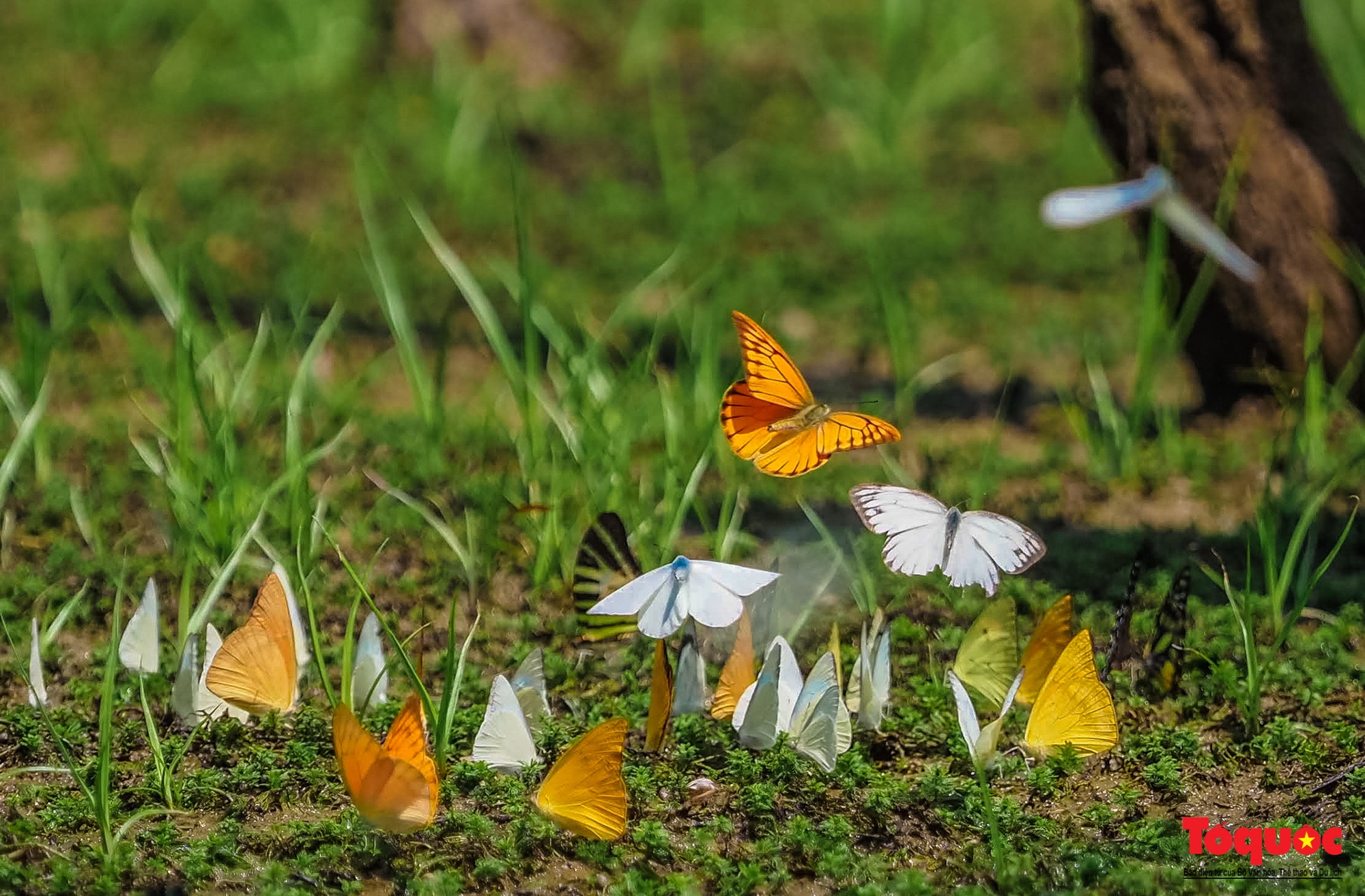 Ngỡ ngàng trước hàng vạn cánh bướm đủ sắc màu phủ khắp Vườn quốc gia Cúc Phương - Ảnh 16.