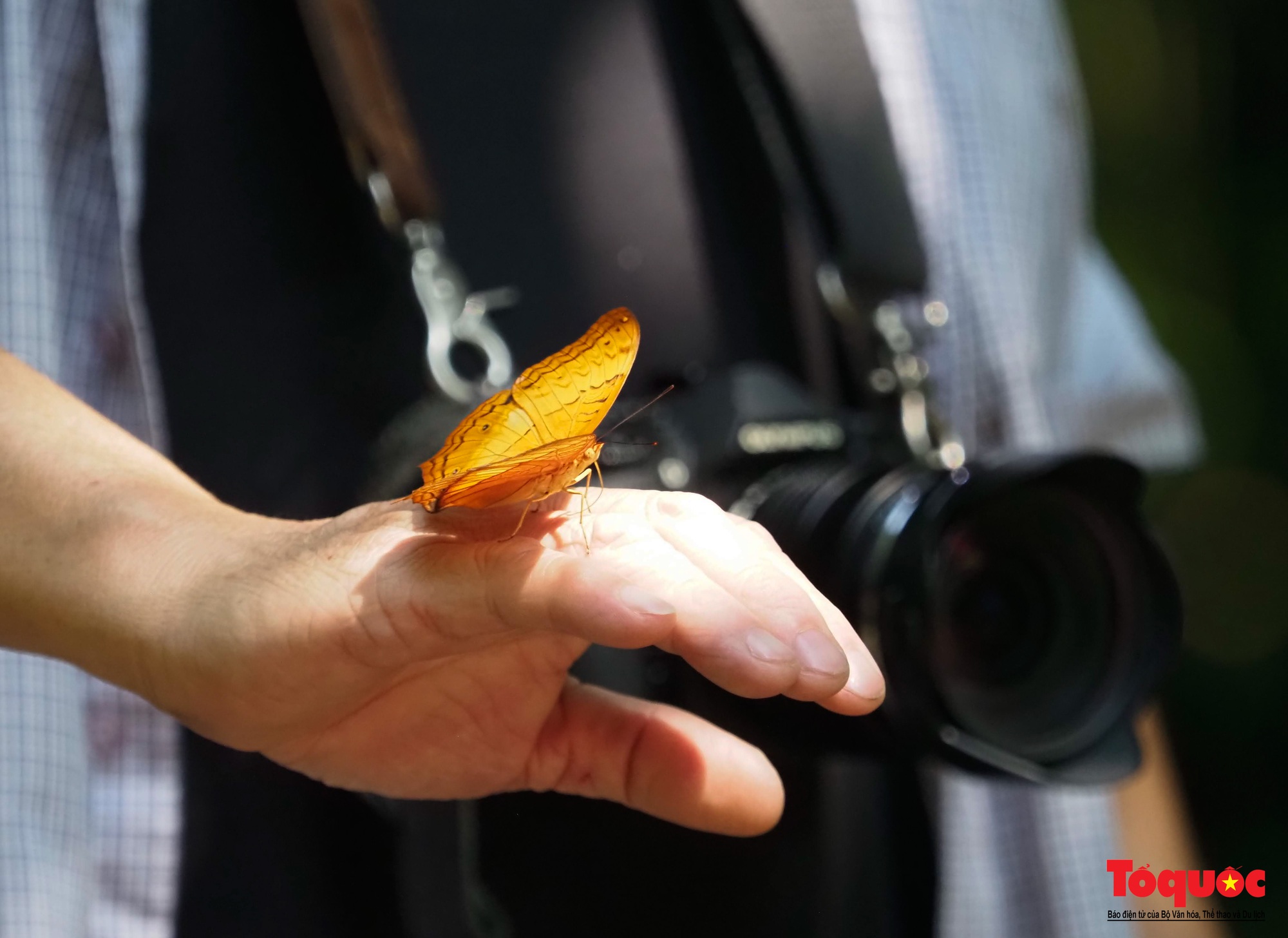 Ngỡ ngàng trước hàng vạn cánh bướm đủ sắc màu phủ khắp Vườn quốc gia Cúc Phương - Ảnh 17.