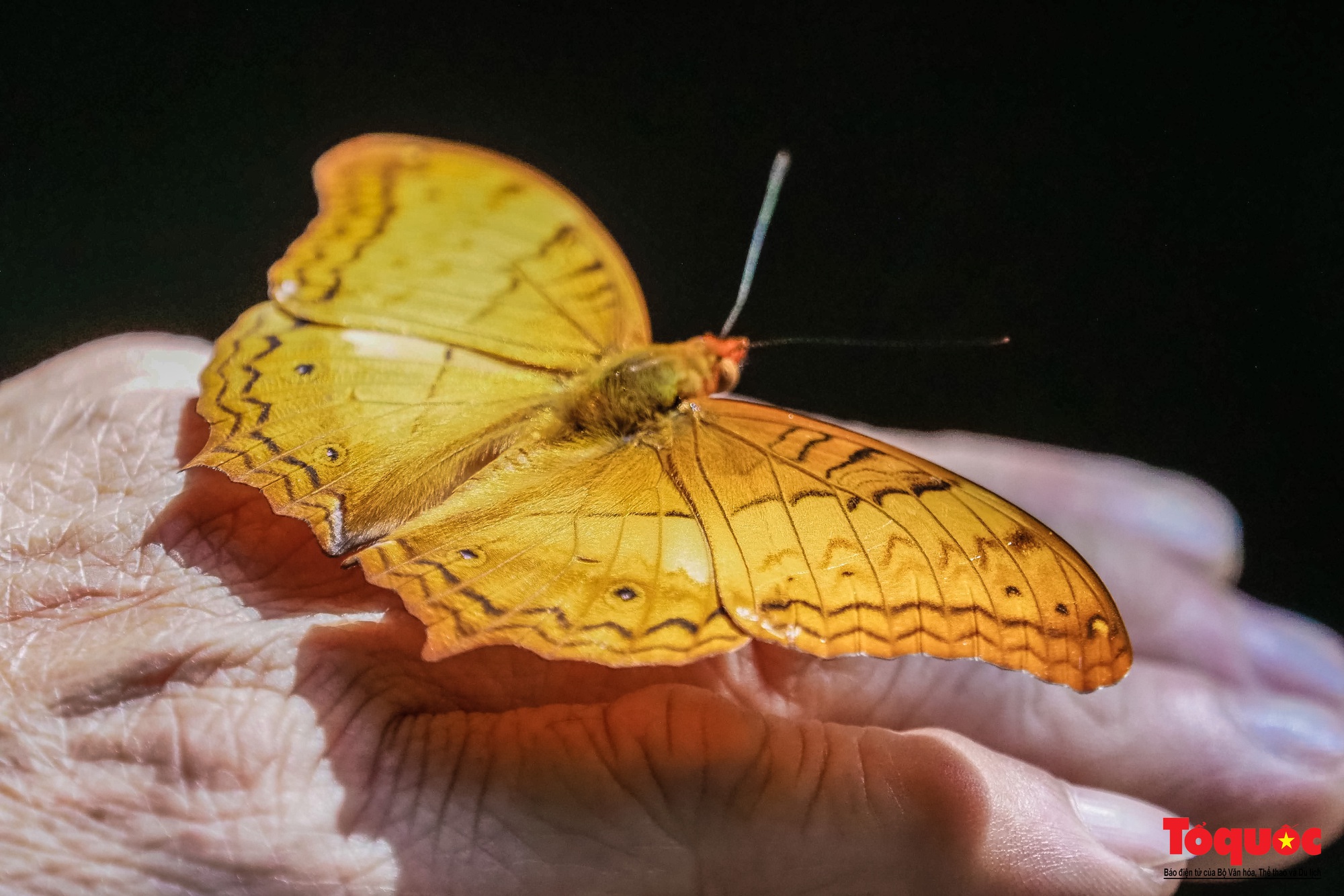 Ngỡ ngàng trước hàng vạn cánh bướm đủ sắc màu phủ khắp Vườn quốc gia Cúc Phương - Ảnh 9.