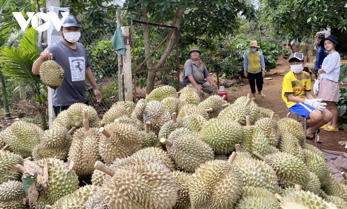 Ồ ạt nhổ bỏ cà phê để trồng sầu riêng ở Tây Nguyên - Ảnh 2.