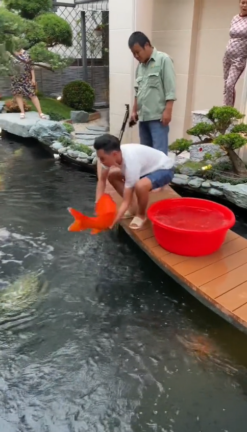 Thú vui 'đốt tiền' của đại gia Việt: Xây 'nhà' cho cá Koi bơi lội, xem quá trình hoàn thiện mà netizen trầm trồ - Ảnh 7.
