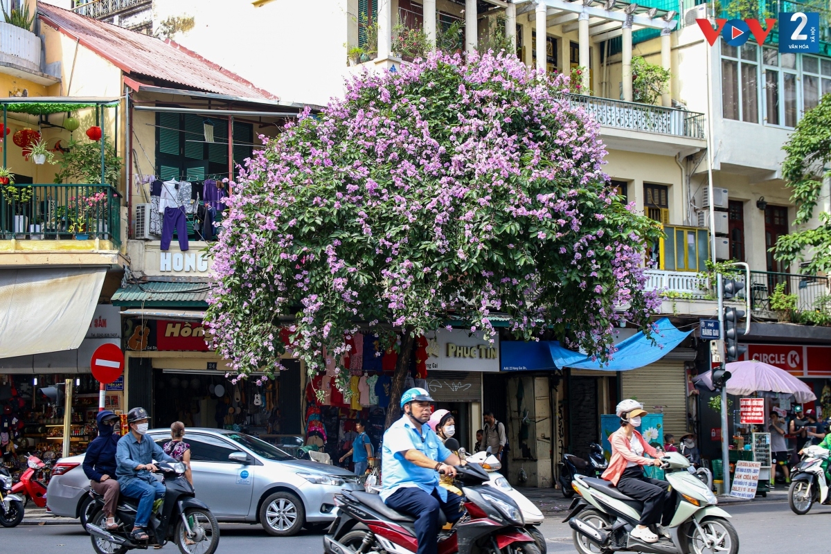 Lãng mạn sắc tím bằng lăng trên phố phường Hà Nội - Ảnh 14.