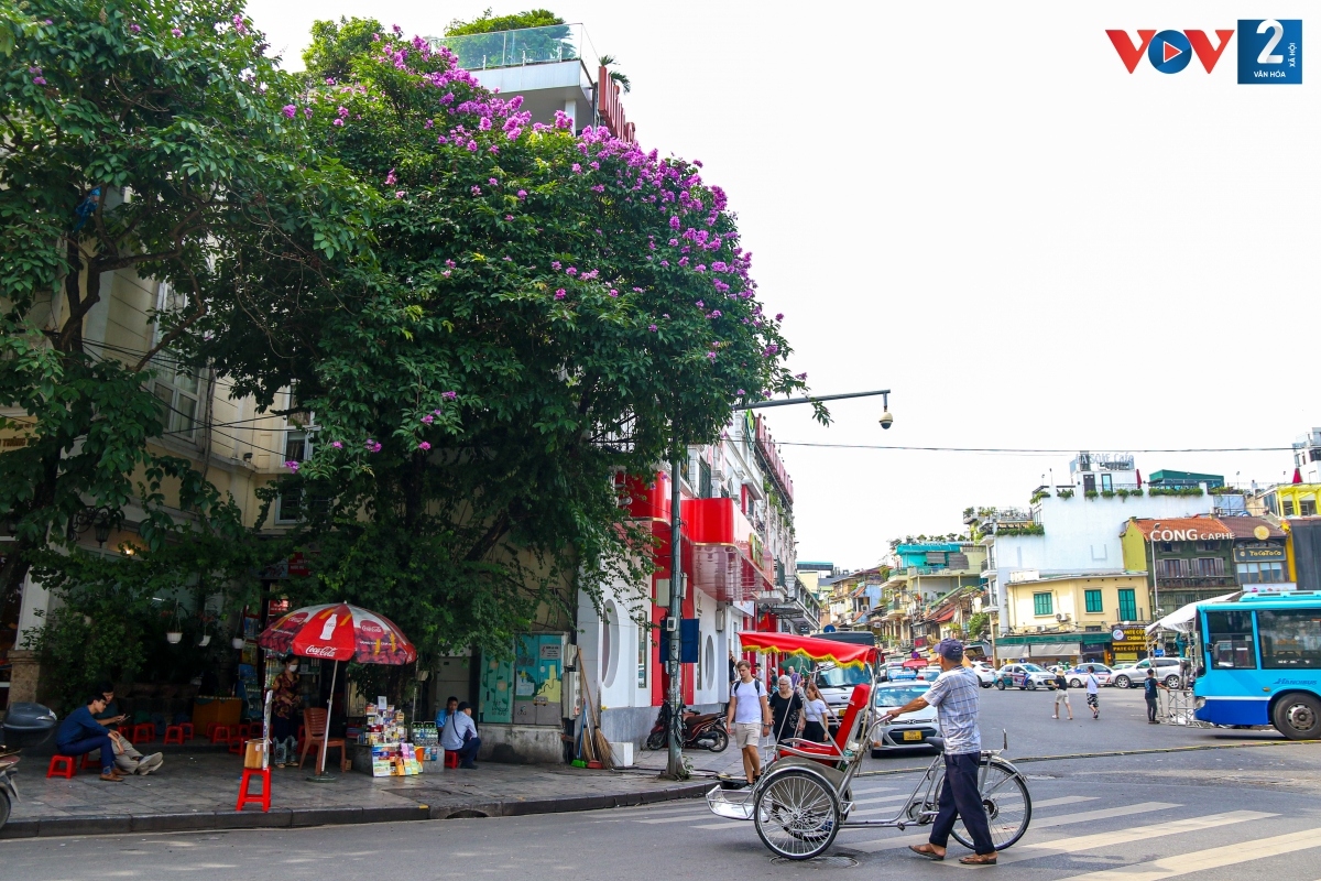 Lãng mạn sắc tím bằng lăng trên phố phường Hà Nội - Ảnh 9.