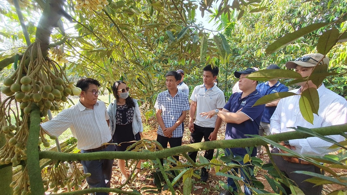 Bùng nổ sầu riêng ở Tây Nguyên: Biết người biết ta trong cuộc cạnh tranh lớn - Ảnh 4.