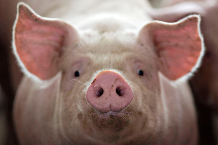 Bang Mỹ cấm bán thịt lợn nuôi nhốt kín, không đủ chỗ duỗi chân - Ảnh 1.