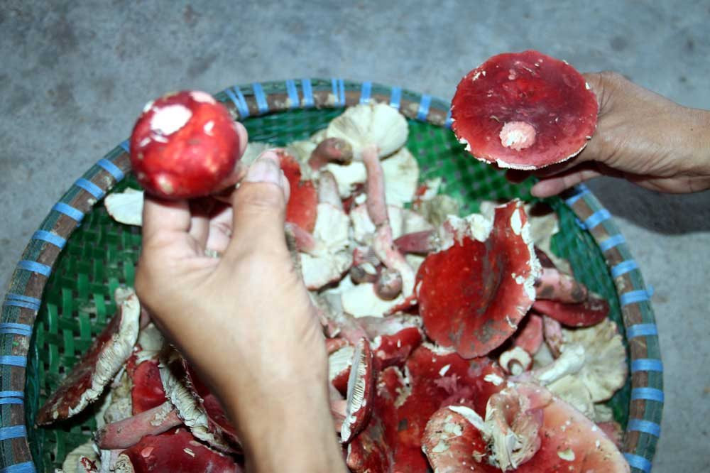Loại nấm ở Việt Nam được ví như vàng đỏ, chỉ mọc 2 lần/năm khiến thương lái Trung Quốc săn lùng, có bao nhiêu mua bấy nhiêu - Ảnh 3.
