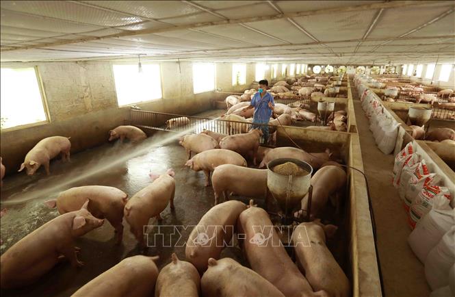 Giá thịt giảm và chi phí cao khiến doanh nghiệp chăn nuôi lợn thua lỗ - Ảnh 1.